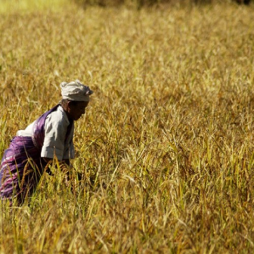 Assam, India