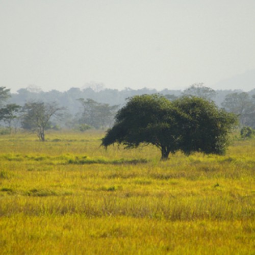 Assam, India