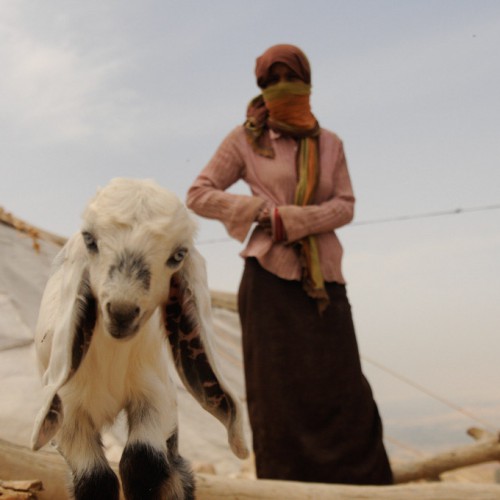 Bedouins - Near Mount Nebo, Jordan