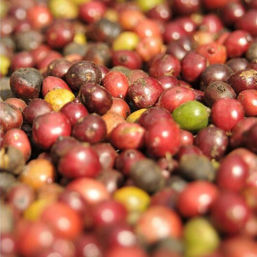 Coffee beans being sun dried