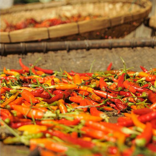 Peppers dry in the sun